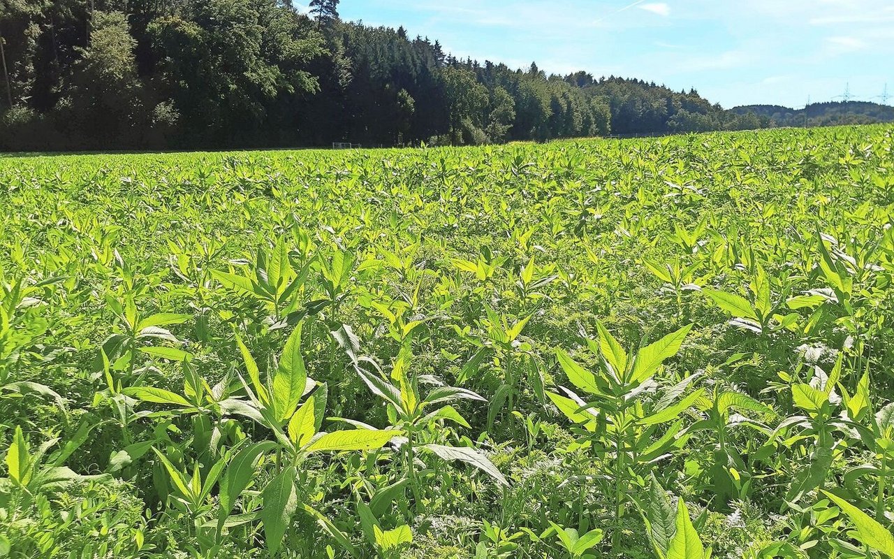 Gründüngungen fördern die biologische Aktivität im Boden und tragen zur Erhaltung der Bodenfruchtbarkeit bei. 