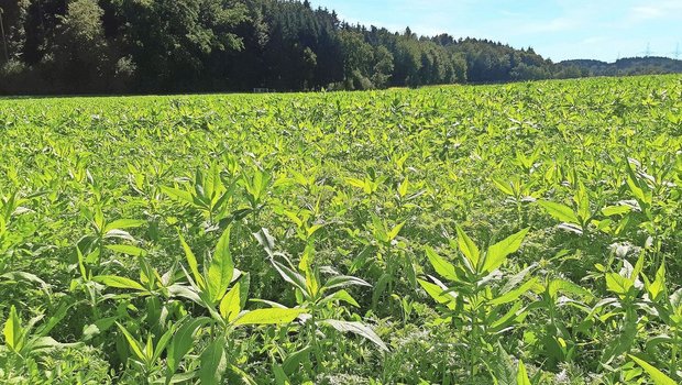 Gründüngungen fördern die biologische Aktivität im Boden und tragen zur Erhaltung der Bodenfruchtbarkeit bei. 