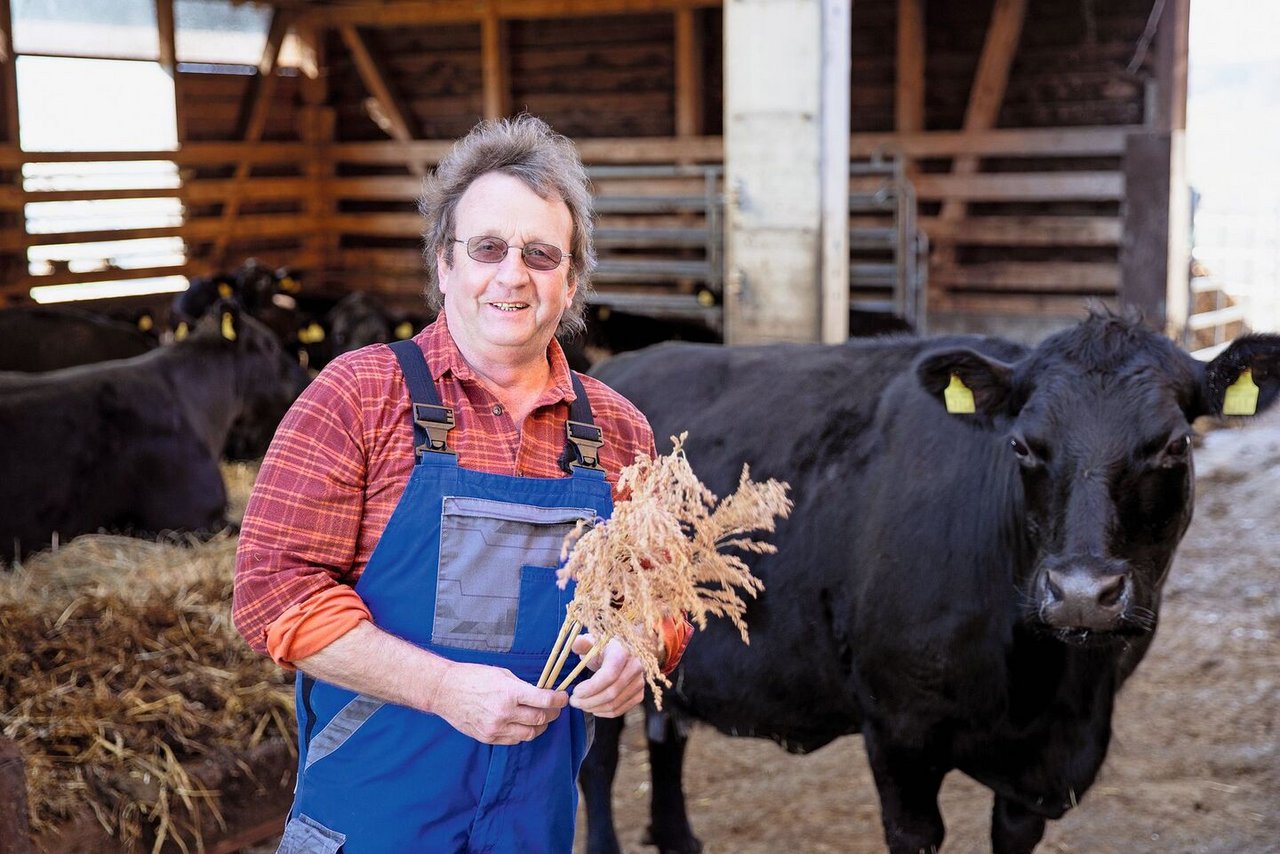 Seit sechs Jahren baut Stefan Zumsteg bereits Sorghum als Futterpflanze an. Seine Angus Mutterkühe mussten sich erst an den Geschmack gewöhnen.