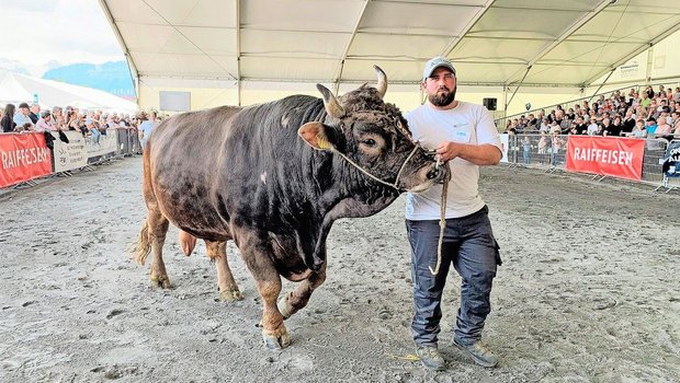 Ein Koloss mit 1300 kg Körpermasse: Stier Ricky macht an der Luga mächtig Eindruck.