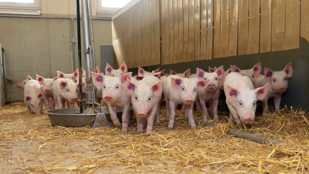 Jagerpreise an der Schweinebörse Eine Gruppe Jager steht in der mit Stroh eingestreuten Bucht und schaut in die Kamera.