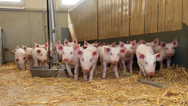 Jagerpreise an der Schweinebörse Eine Gruppe Jager steht in der mit Stroh eingestreuten Bucht und schaut in die Kamera.