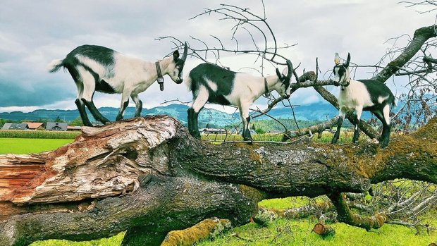 Endoparasiten bei Ziegen Umgestürzte Bäume oder abgebrochene Äste bilden einerseits ein Kletterparadies und bieten den Tieren andererseits beim Knabbern auch Gerbstoffe als natürliche Wurmhemmer.