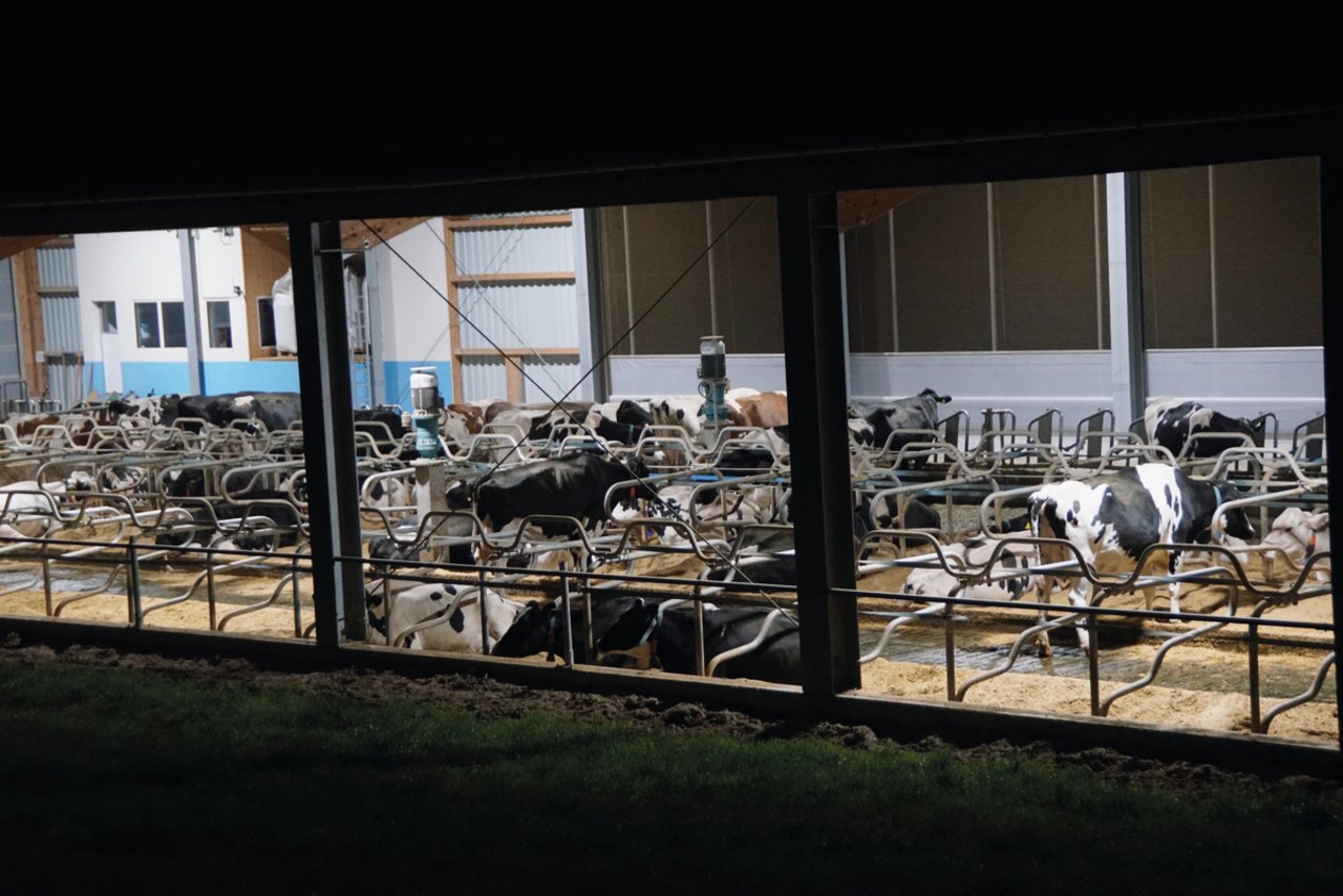 Auch Kühe brauchen ihre Ruhezeit. Deshalb darf der Lichttag im Rinderstall 16 Stunden nicht überschreiten. Bild: Michael Götz