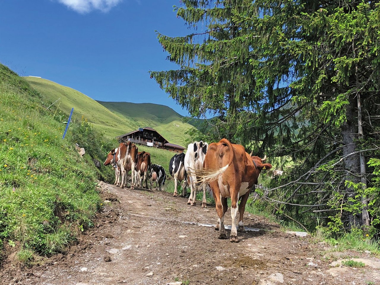 Vom Bühlerhof an der Lenk bis zur Hütte auf der Alp Pommern dauert der Alpaufzug rund drei Stunden. Der Weg ist steil,steinig und für die Kühe anstrengend. Bild: Jasmine Baumann