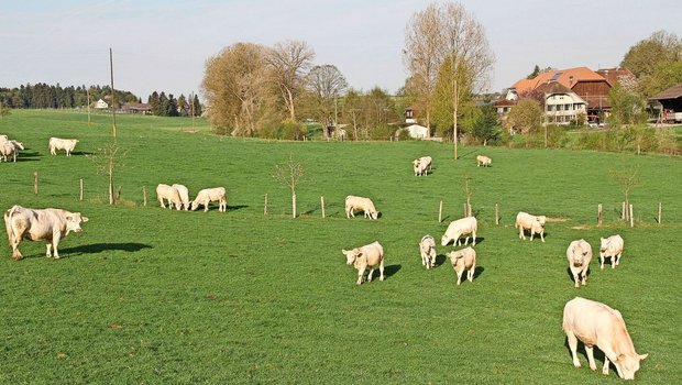 Hitzestress auf der Weide Mutterkühe und ihre Kälber sind auf der Weide.