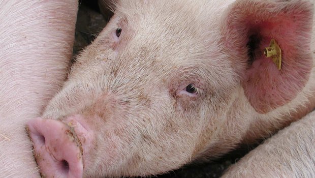 Damit das Vertrauen in die Schweizer Schweinefleischproduktion nicht verloren geht, handelt jetzt Suisseporcs: mit Suis sano. (Bild BauZ)