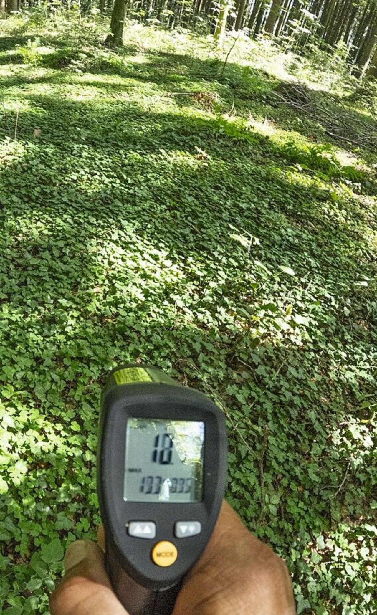 Im Wald waren die Bodentemperaturen mit 18 Grad am kühlsten dank stetiger Bodenbedeckung und Beschattung.