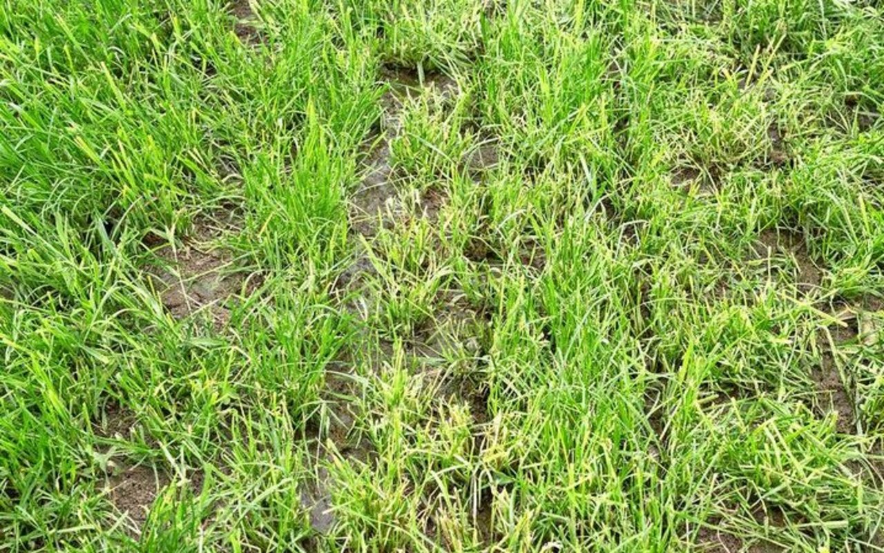 Schleppschuh: Die Gülle wird am Boden an der Triebbasis des Grases ausgebracht (links). Entsprechend befinden sich auch die Güllereste am Boden und wachsen nicht mit hoch wie beim Schleppschlauch (rechts).