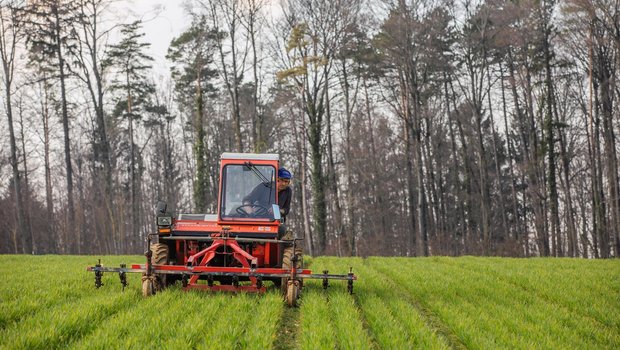 Mit dem Zweiachs-Mäher können die Schare exakt in der Reihe geführt werden. Bild: Pia Neuenschwander