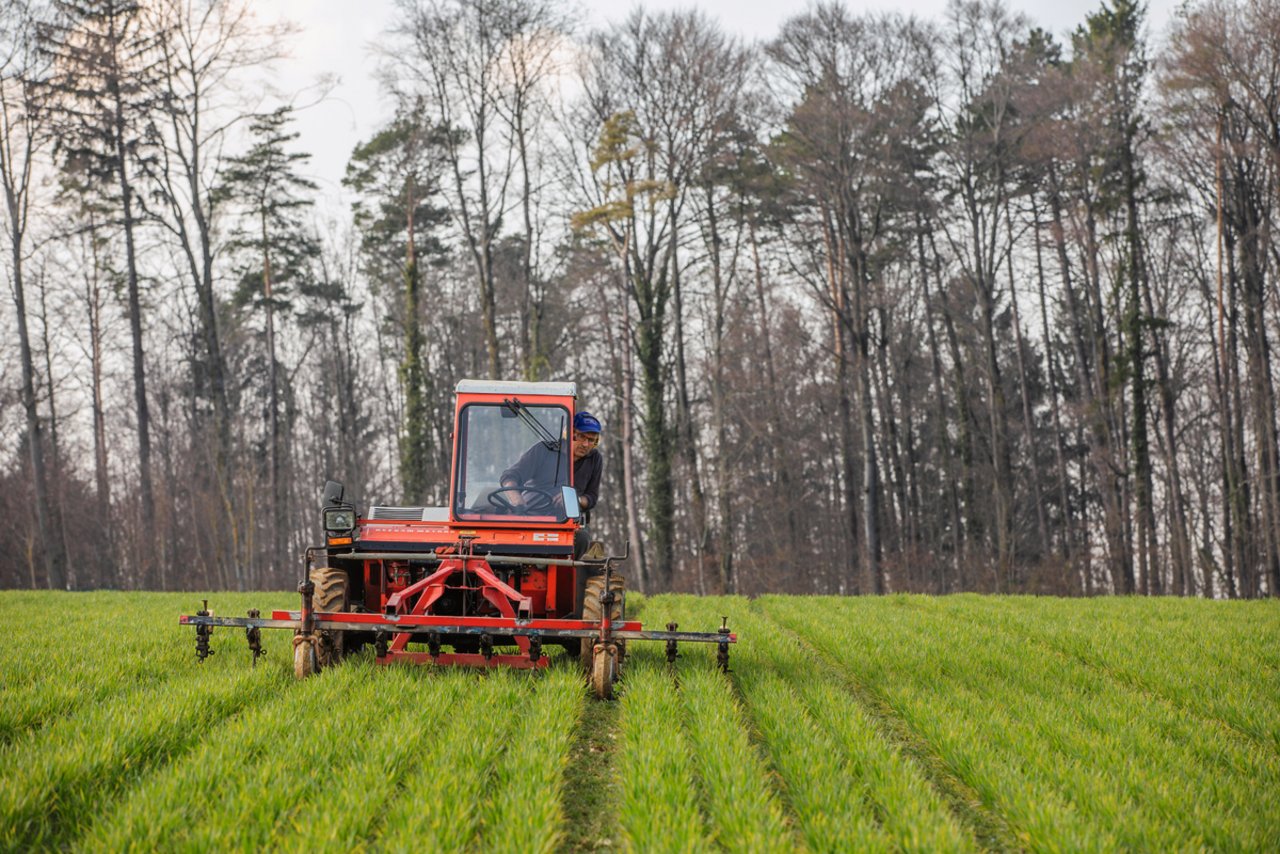 Mit dem Zweiachs-Mäher können die Schare exakt in der Reihe geführt werden. Bild: Pia Neuenschwander