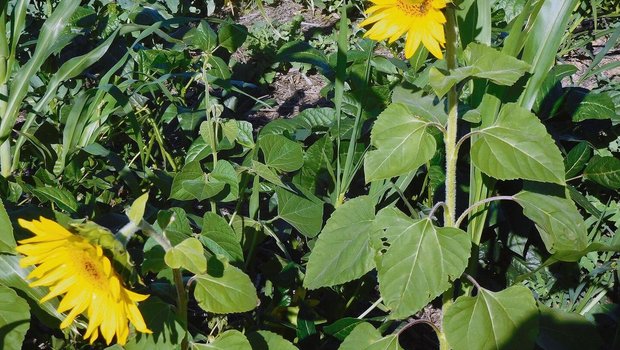 Auf der Weizenfarm wurde ein Gemisch verschiedener Bohnen, Buchweizen und Sonnenblume gesät.