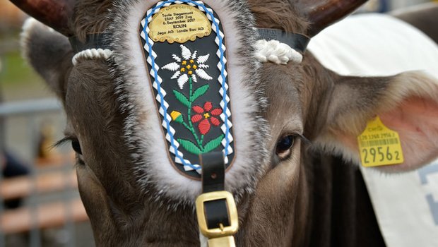 Der ESAF-Siegermuni 2019 Kolin. (Bild ESAF Zug)