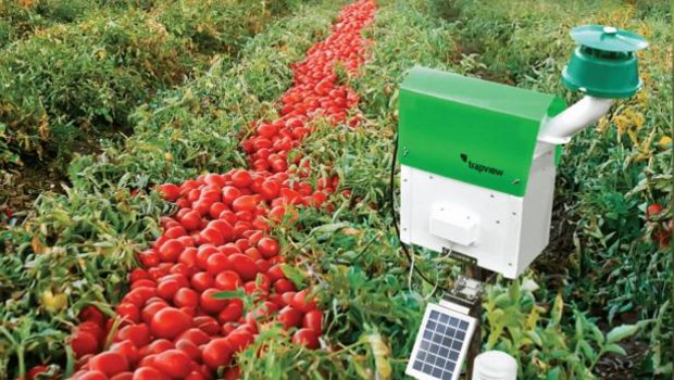 Mit der digitalen Falle werden die Schädlinge abgelichtet. In einem weiteren Vorgang kann sie selbstständig die Schädlinge von anderen Insekten identifizieren. (Bilder zVg) 