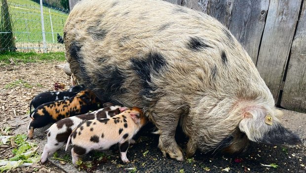 Alle sieben Ferkel von Muttersau Pakuiti sind bereits einem Zuhause versprochen.