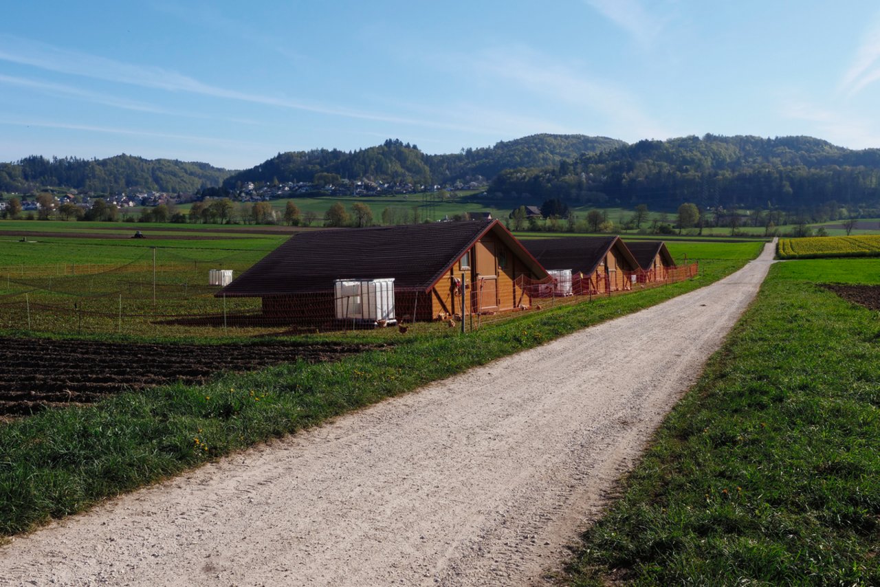 Die Ställe von Steiners Freiland-Mastpoulets liegen ausser Sichtweite des Betriebes. Bild: Martina Rüegger 