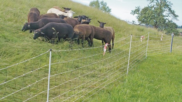 Elektrische Zäune können je nach Situation Nutztiere effizient gegen Angriffe von Wölfen schützen. (Bild Agridea)