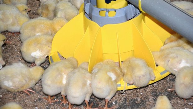 Fütterung Mastpoulets Mastpoulets stehen um die Futterschale herum und fressen.