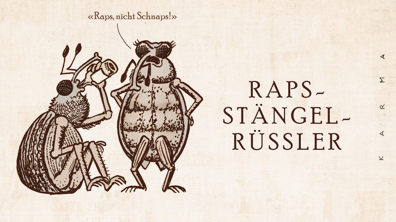 Schädling Nummer 3: Der Rapsstängelrüssler. Cartoon: Marco Ratschiller/Karma