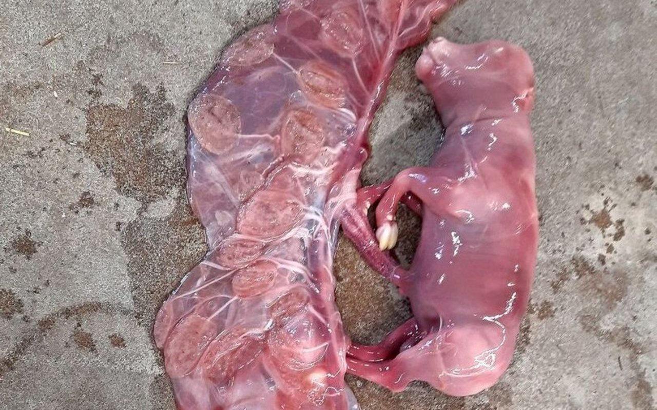Neospora caninum zählt zu den häufigsten infektiösen Abortursachen beim Rind.