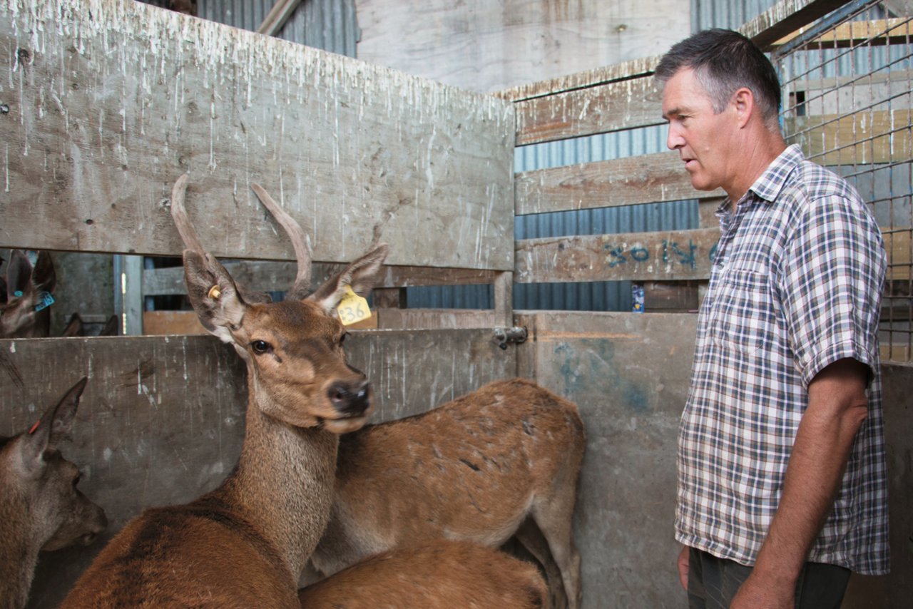 Ein ruhiger Umgang mit seinen Tieren ist für den neuseeländischen Farmer Lyndon Matthews das A und O in der Wildtierhaltung. 