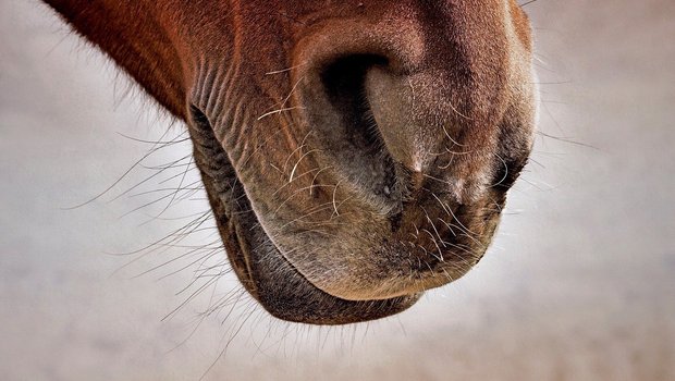 Zu hohe Konzentrationen von Ammoniak in der Luft reizen die Schleimhäute der Atemwege bei Pferden und bei Menschen. (Symbolbild Pixabay)