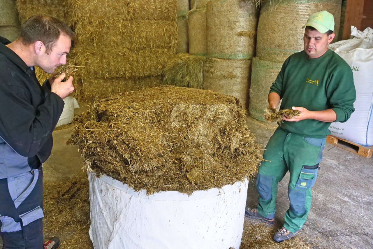 Roland Furter, links und Fabian Ulmann prüfen die Qualität eines mit dem Feldhäcksler und stationären Ballenpresseproduzierten Grassilage-Ballen. 