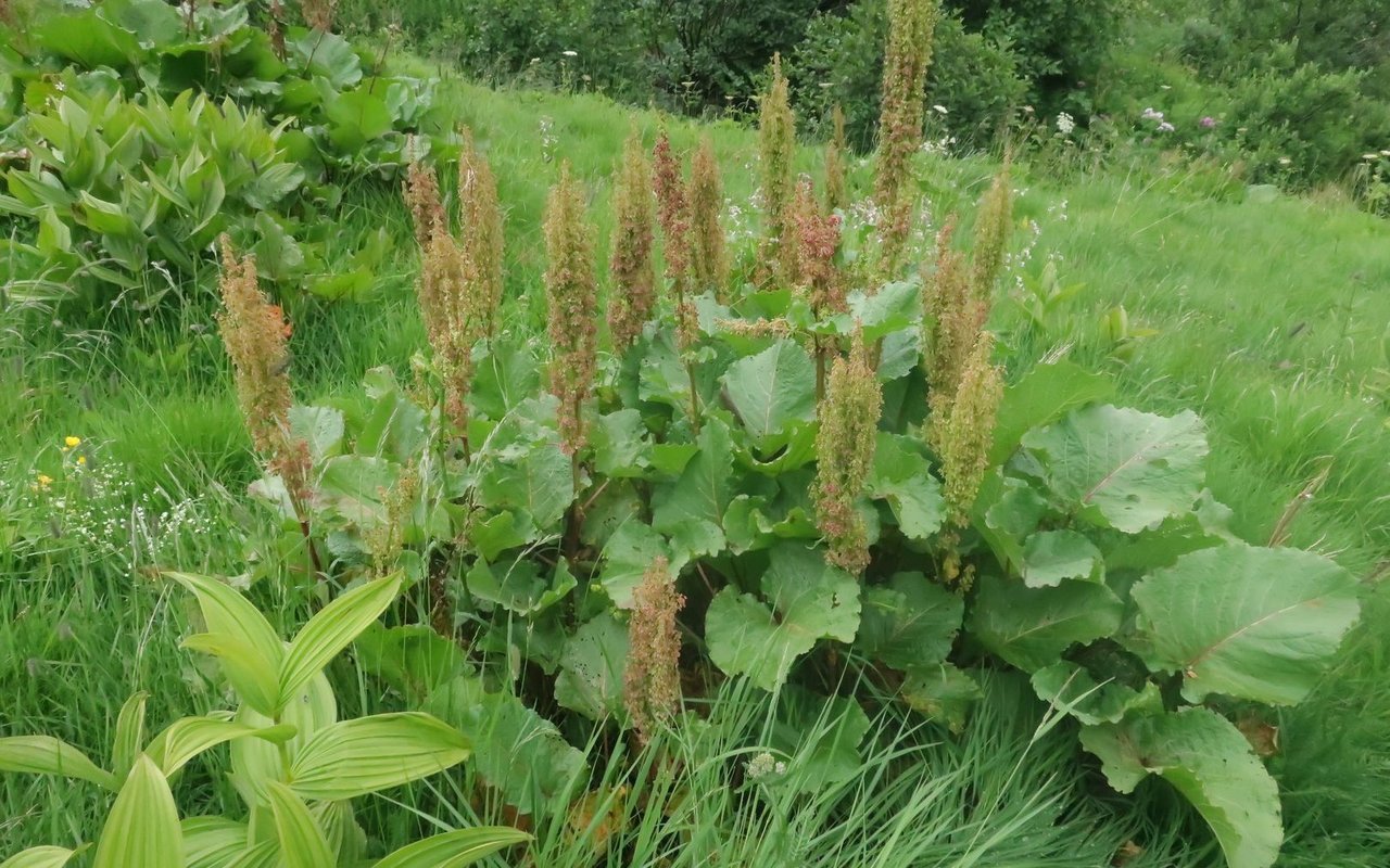Die Gerbstoffe der Blacke helfen bei geschwürartigen und schlecht heilenden Wunden.