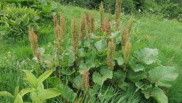 Die Gerbstoffe der Blacke helfen bei geschwürartigen und schlecht heilenden Wunden.
