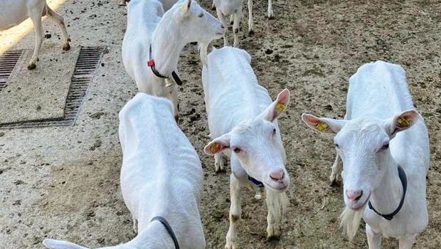 Kleinwiederkäuer leiden häufig unter Parasiten. Gesucht ist ein natürliches Entwurmungsmittel, das keine Resistenzen bewirkt.