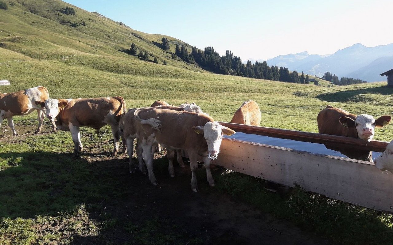 Der grösste Anteil des Wassers auf der Alp wird als Tränkewasser für die Tiere benötigt.