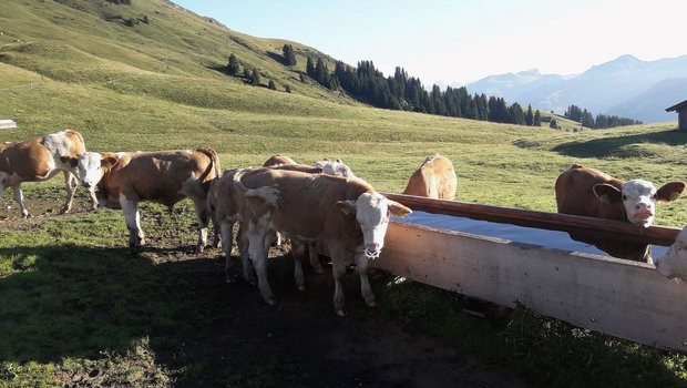 Der grösste Anteil des Wassers auf der Alp wird als Tränkewasser für die Tiere benötigt.