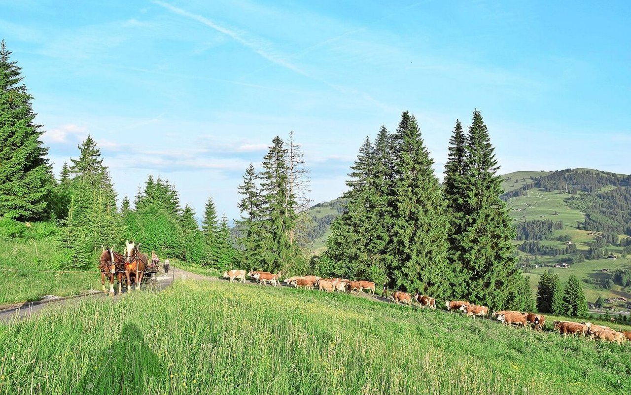 Jetzt geht es steil hinauf, es geht Richtung Hornberg zu. Die Kühe laufen zügig voran, der Weg ist nicht mehr weit.