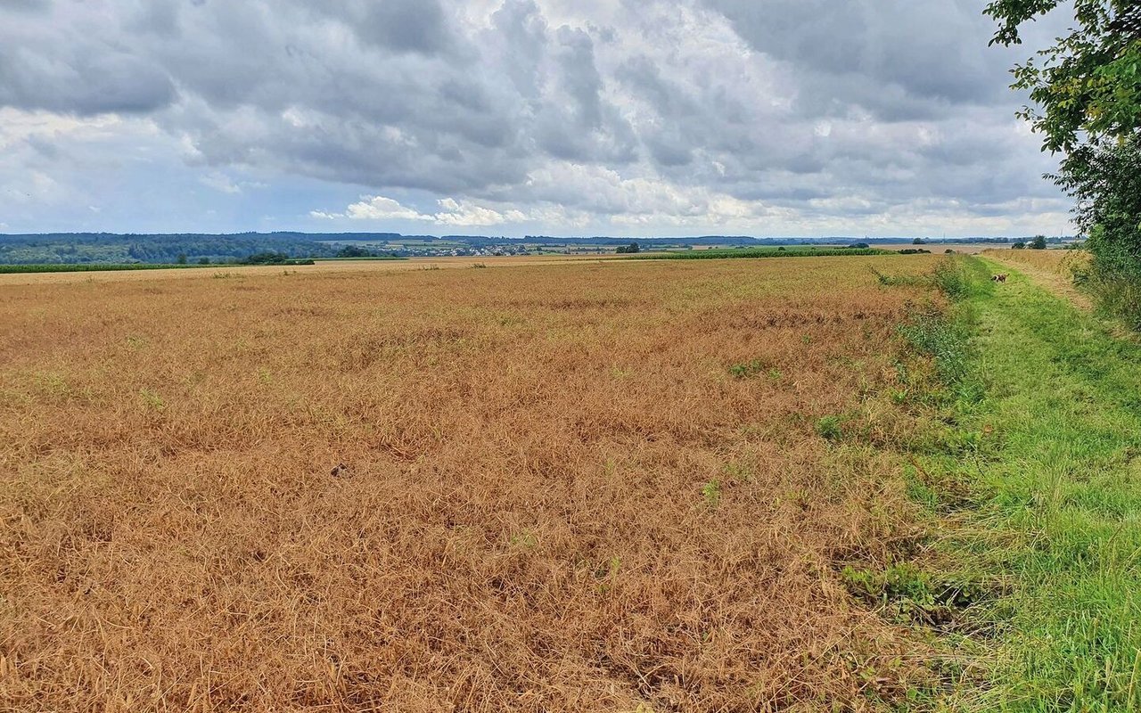 Die Erbsen stehen braun und erntebereit auf dem Feld.