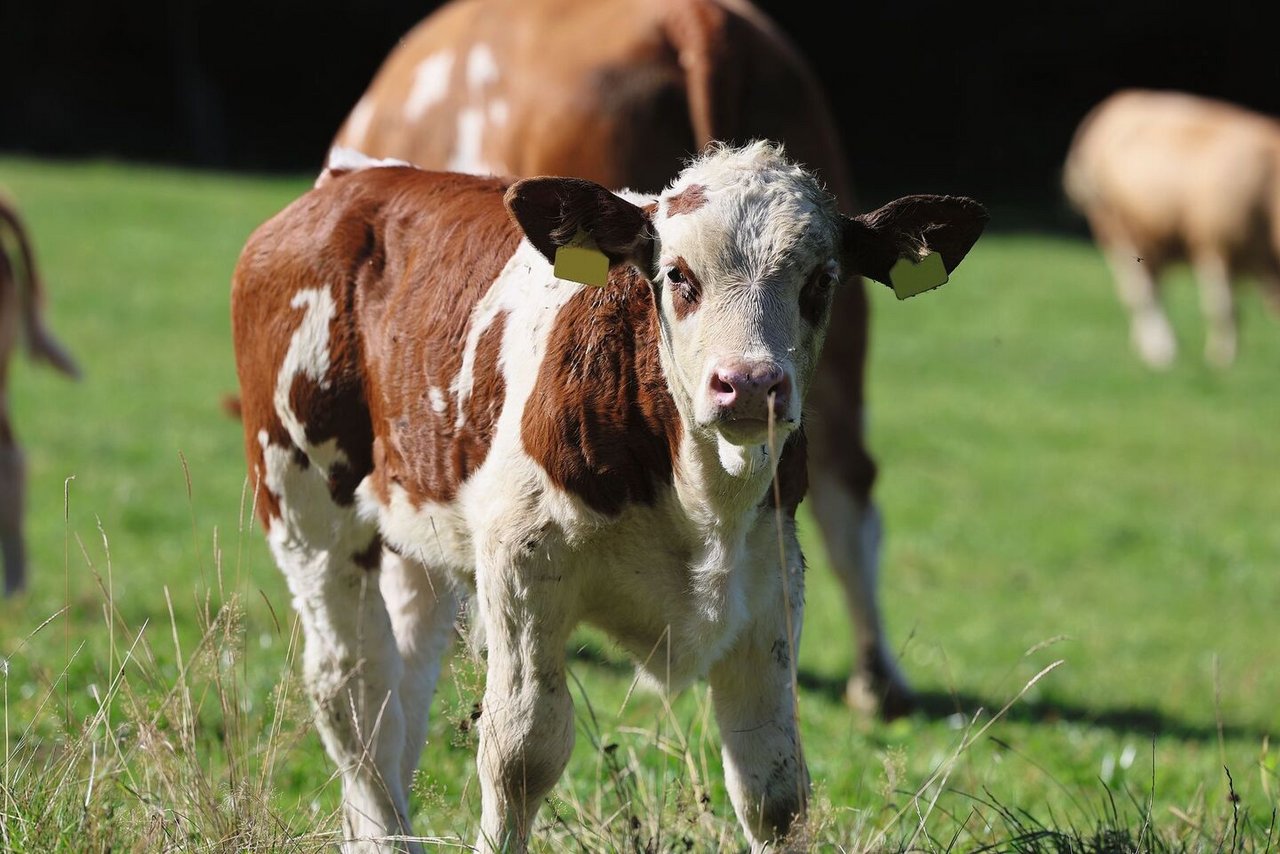 Die Kälber sind für neun bis zehn Monate mit ihren Müttern auf den Weiden.Danach werden sie abgesetzt.