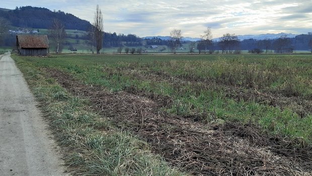 Vom Wegrand aus sind Gründüngungen gut erkennbar. Ein Teil der Pflanzen ist bereits abgefroren, ein anderer Teil noch grün. (Bilder lid/ag)