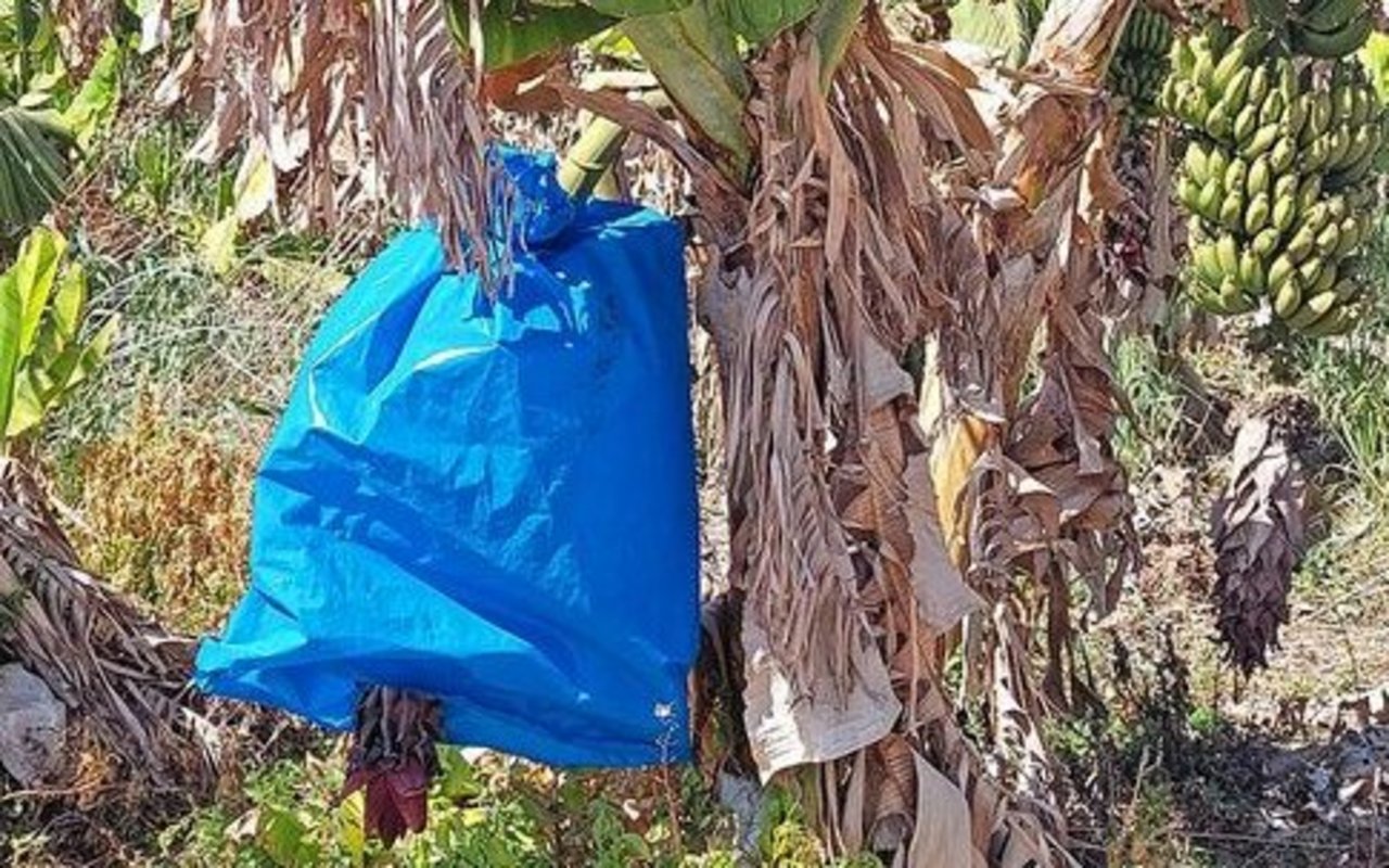 Bananen werden von November bis März immer grün geerntet. Die blauen Säcke schützen die Früchte vor UV-Licht, Frost und Vögeln. Die Pflanze mit Bananen stirbt nach der Ernte ab. Gleichzeitig wächst daneben eine neue.