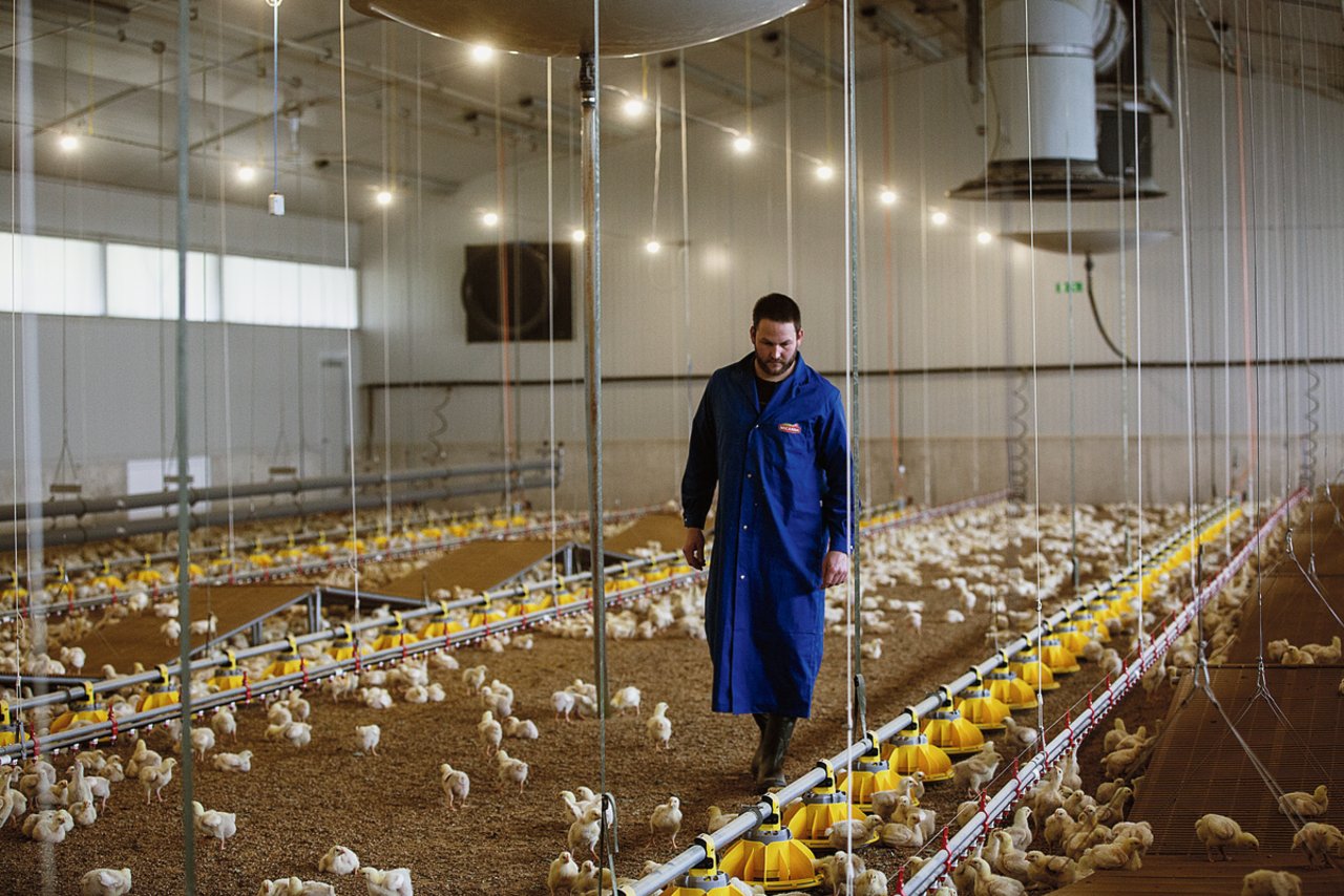 Die Pouletmast war für Mathias Leuenberger Neuland: «Die einzigen Hühner, die es bislang auf dem Betrieb gegeben hatte, waren die der Grosseltern gewesen. In einem typischen Hinterhof-Hühnerstall», sagt der junge Landwirt. Bild: Pia Neuenschwander