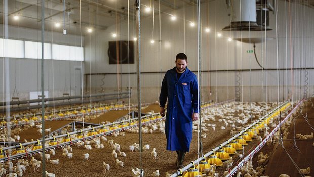 Die Pouletmast war für Mathias Leuenberger Neuland: «Die einzigen Hühner, die es bislang auf dem Betrieb gegeben hatte, waren die der Grosseltern gewesen. In einem typischen Hinterhof-Hühnerstall», sagt der junge Landwirt. Bild: Pia Neuenschwander