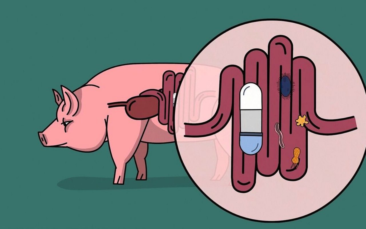 Mit CapSa haben die Agroscope-Forschenden eine Pille zur Studie des Darmmikrobioms entwickelt.