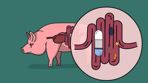 Mit CapSa haben die Mit CapSa haben die Agroscope-Forschenden eine Pille zur Studie des Darmmikrobioms entwickelt.