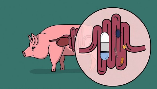 Mit CapSa haben die Agroscope-Forschenden eine Pille zur Studie des Darmmikrobioms entwickelt.