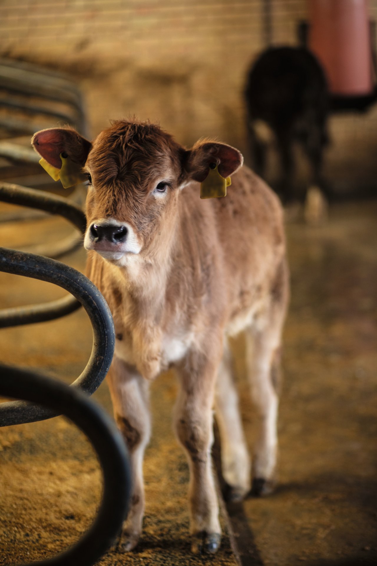 Die Familie Hertig erhält neu einen fixen Betrag pro gemästetes Kalb. Bild: Pia Neuenschwander