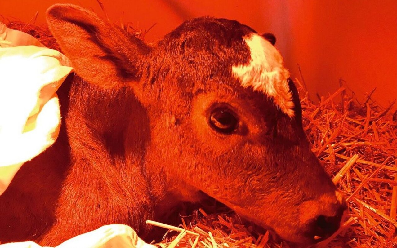 Das Kalb liegt im Stroh unter der Wärmelampe und schaut mit grossen Augen nach oben.