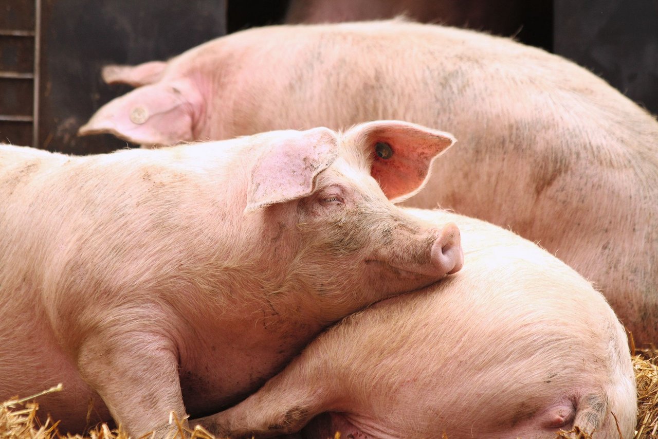 Ein gutes Stallklima mit einer effektiven Hitzebekämpfung kostet den Schweinehalter Geld. Aber die Investition zahlt sich aus. Denn Infektionskrankheiten wie Rotlauf und Verhaltensstörungen wie Schwanzbeissen führen zu hohen Verlusten. (Bild Verena Stürzer)