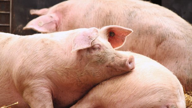 Ein gutes Stallklima mit einer effektiven Hitzebekämpfung kostet den Schweinehalter Geld. Aber die Investition zahlt sich aus. Denn Infektionskrankheiten wie Rotlauf und Verhaltensstörungen wie Schwanzbeissen führen zu hohen Verlusten. (Bild Verena Stürzer)