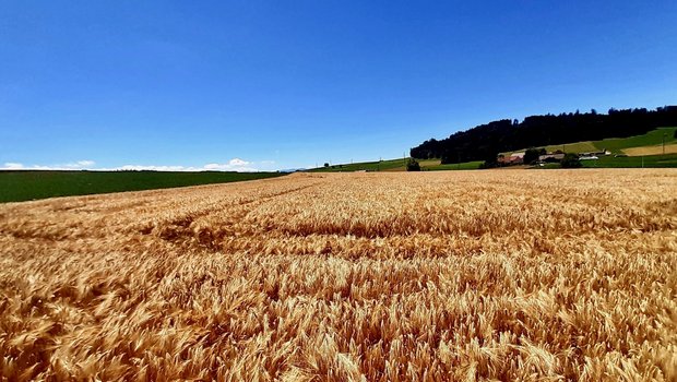 Auf diesem Gersten-Feld erntete Marco Burren in Gasel BR 126 dt/ha. (Bild: Marco Burren)