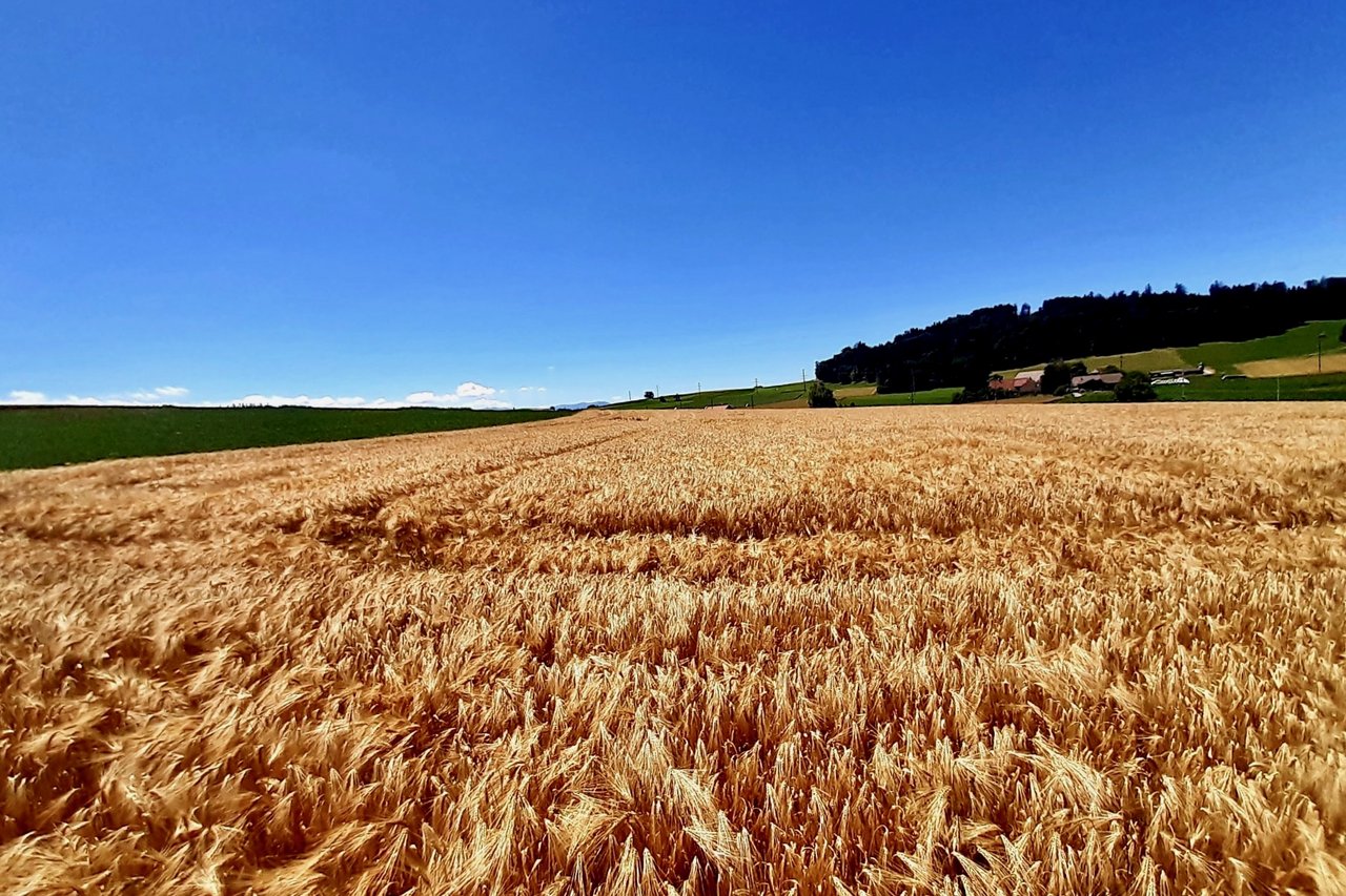 Auf diesem Gersten-Feld erntete Marco Burren in Gasel BR 126 dt/ha. (Bild: Marco Burren)