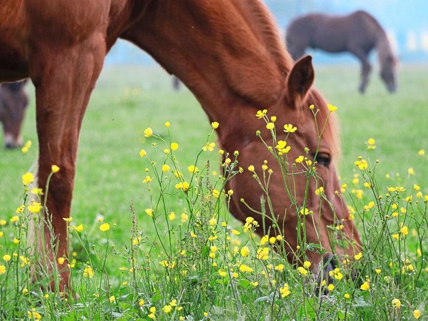 Der giftige Scharfe Hahnenfuss wird auf Weiden meist nicht gefressen. 