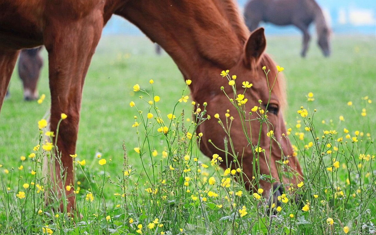 Der giftige Scharfe Hahnenfuss wird auf Weiden meist nicht gefressen. 